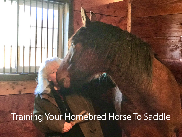 Training Your Homebred Horse To Saddle