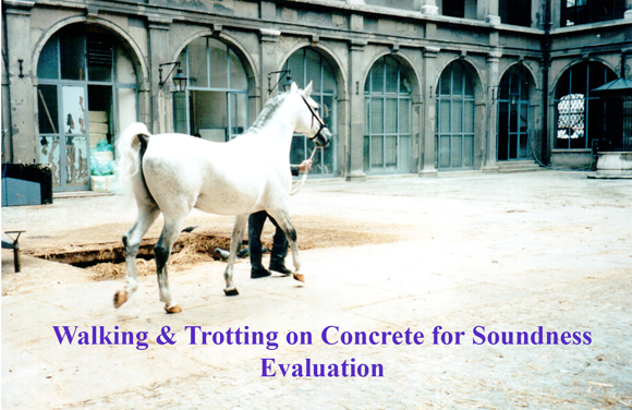 Walking & Trotting on Concrete for Soundness Evaluation