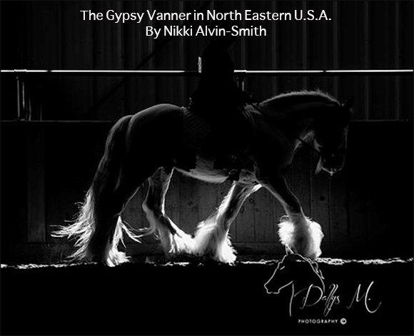 The Gypsy Vanner in North Eastern U.S.A.
By Nikki Alvin-Smith