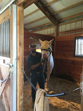 The Importance of Equine Dentistry with Nicholas DeDominicis~ CH Staff