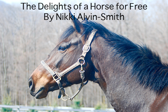 The Delights of a Horse for Free
By Nikki Alvin-Smith 