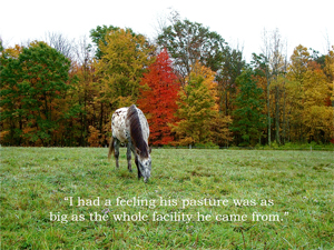 I had a feeling his pasture was as big as the whole facility he came from. 