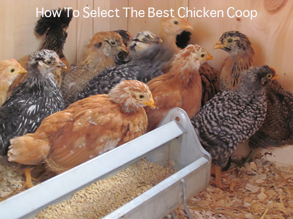 How To Select The Best Chicken Coop