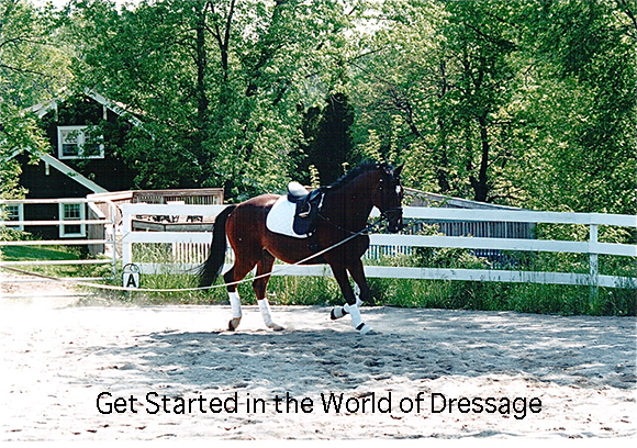 Get Started in the World of Dressage