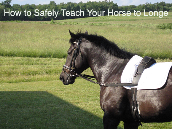 How to Safely Teach Your Horse to Longe