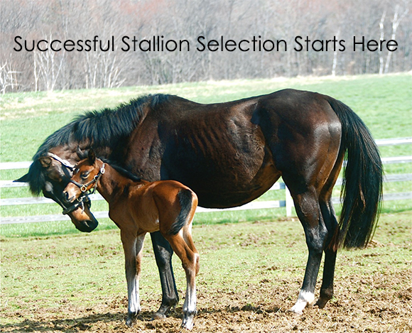 Successful Stallion Selection Starts Her