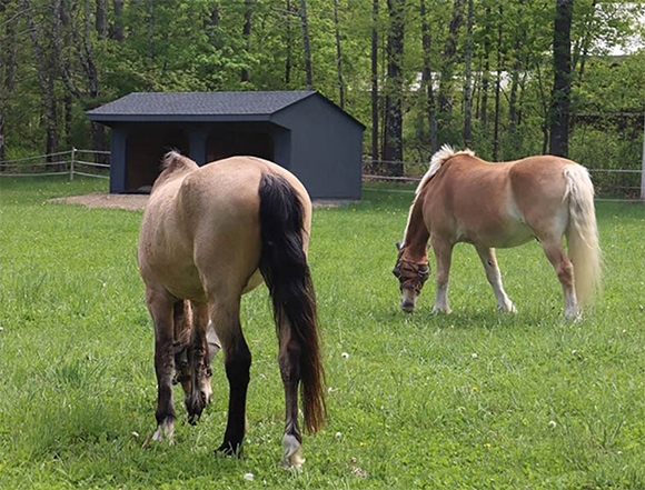 You Bring The Horses In Need ~ They Can Bring The Horse Barn