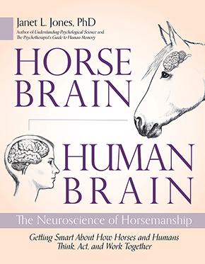 Horse Brain Human Brain 
